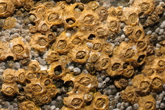 Semibalanus balanoides