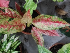 Aglaonema