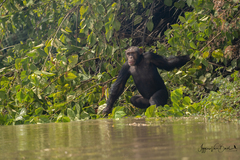 Pan troglodytes verus