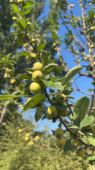 Crataegus mexicana