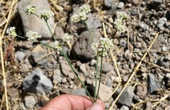 Eriogonum nudum nudum