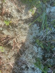 Cladonia rangiferina