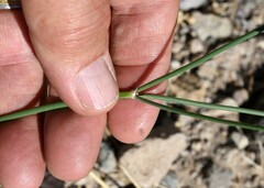 Eriogonum nudum nudum