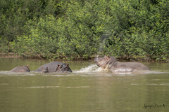 Hippopotamus amphibius