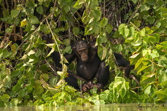 Pan troglodytes verus