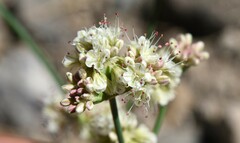 Eriogonum nudum nudum