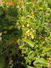 Duranta erecta