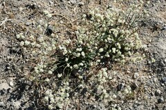 Eriogonum nudum nudum