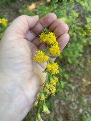Solidago arguta
