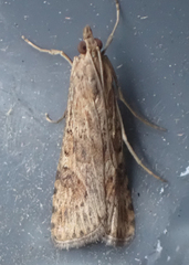 Nomophila nearctica