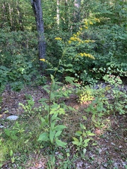 Solidago arguta