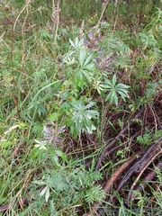Lupinus polyphyllus
