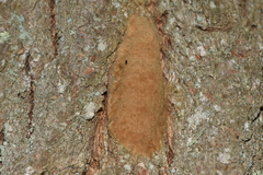 Lymantria dispar