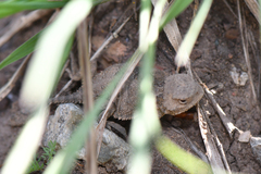 Phrynosoma hernandesi