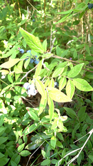 Vaccinium myrtilloides image