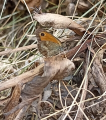 Pyronia tithonus