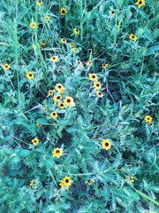 Sanvitalia procumbens