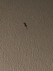 Hemidactylus turcicus