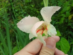 Gladiolus