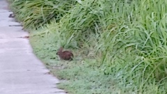 Sylvilagus palustris