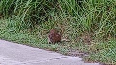 Sylvilagus palustris