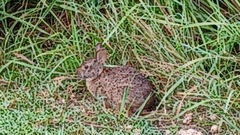 Sylvilagus palustris