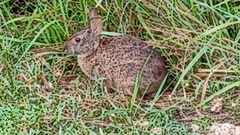 Sylvilagus palustris