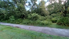 Sylvilagus palustris