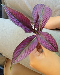 Strobilanthes auriculata