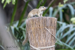 Heliosciurus gambianus