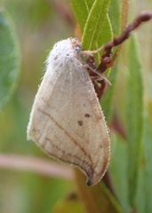 Drepana arcuata