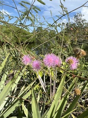 Mimosa microphylla