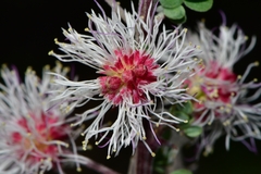 Mimosa texana