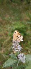 Coenonympha dorus
