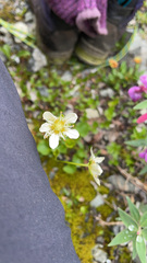 Parnassia fimbriata
