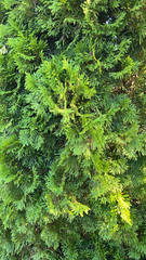 Platycladus orientalis