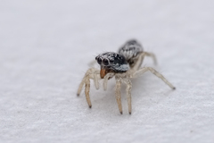 Salticinae