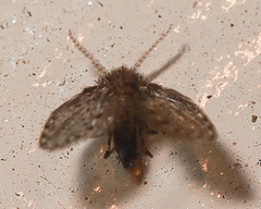 Clogmia albipunctata