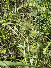 Carlina biebersteinii