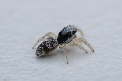 Salticinae