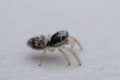 Salticinae