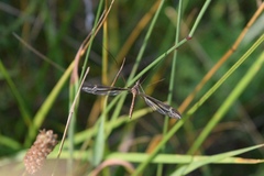Tipula caloptera
