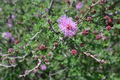 Mimosa texana