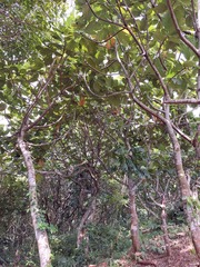 Artocarpus treculianus
