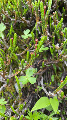 Cassiope tetragona