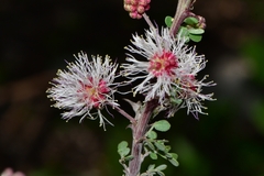 Mimosa texana