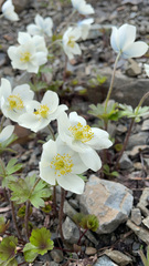 Anemone parviflora
