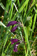 Penstemon whippleanus