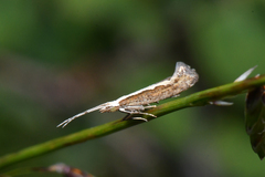 Plutella xylostella