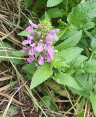 Stachys palustris